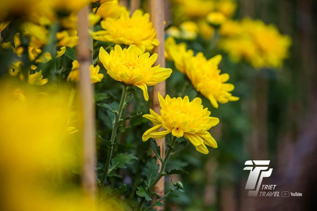 Cúc vàng - loài hoa không thể vắng mặt trong ngày Tết. (Ảnh: Triết Steven) Cúc vàng - loài hoa không thể vắng mặt trong ngày Tết. (Ảnh: Triết Steven)