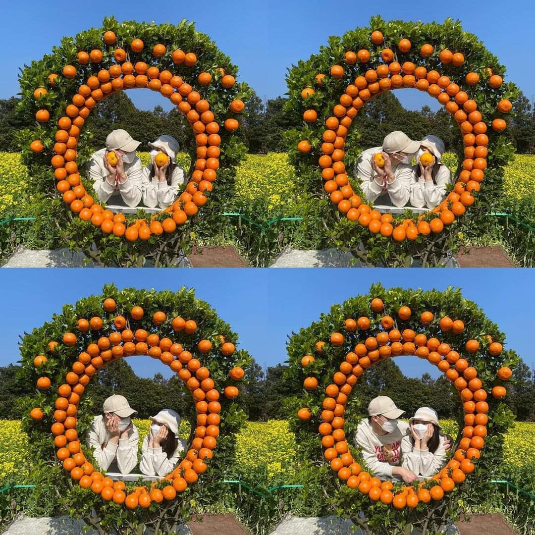 Rủ “nửa kia” cùng đi chụp ảnh tại vườn quýt cũng là ý tưởng tuyệt vời. (Ảnh:jae_nni)