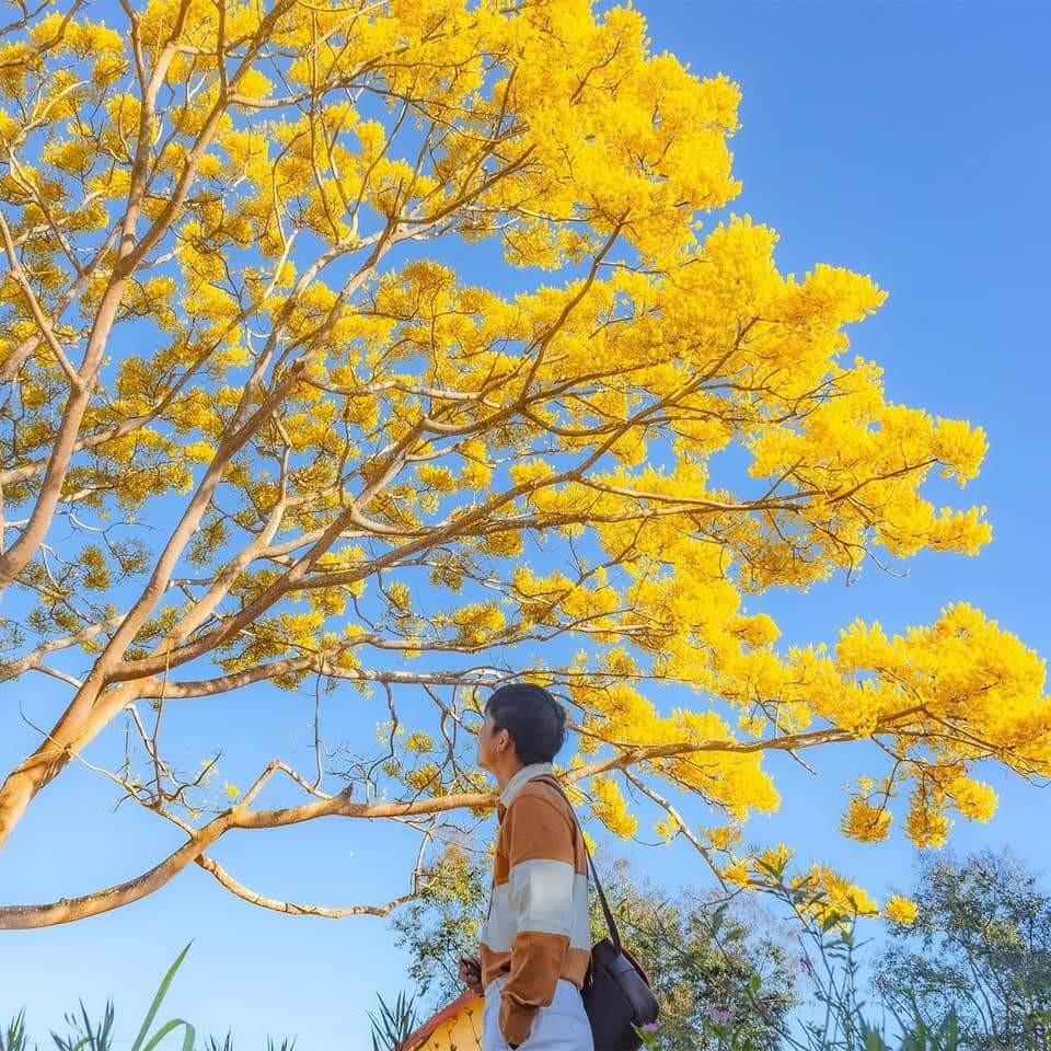 Nơi đây trở thành tọa độ check-in mới cho giới trẻ. (Ảnh: Minh Phụng) Nơi đây trở thành tọa độ check-in mới cho giới trẻ. (Ảnh: Minh Phụng)