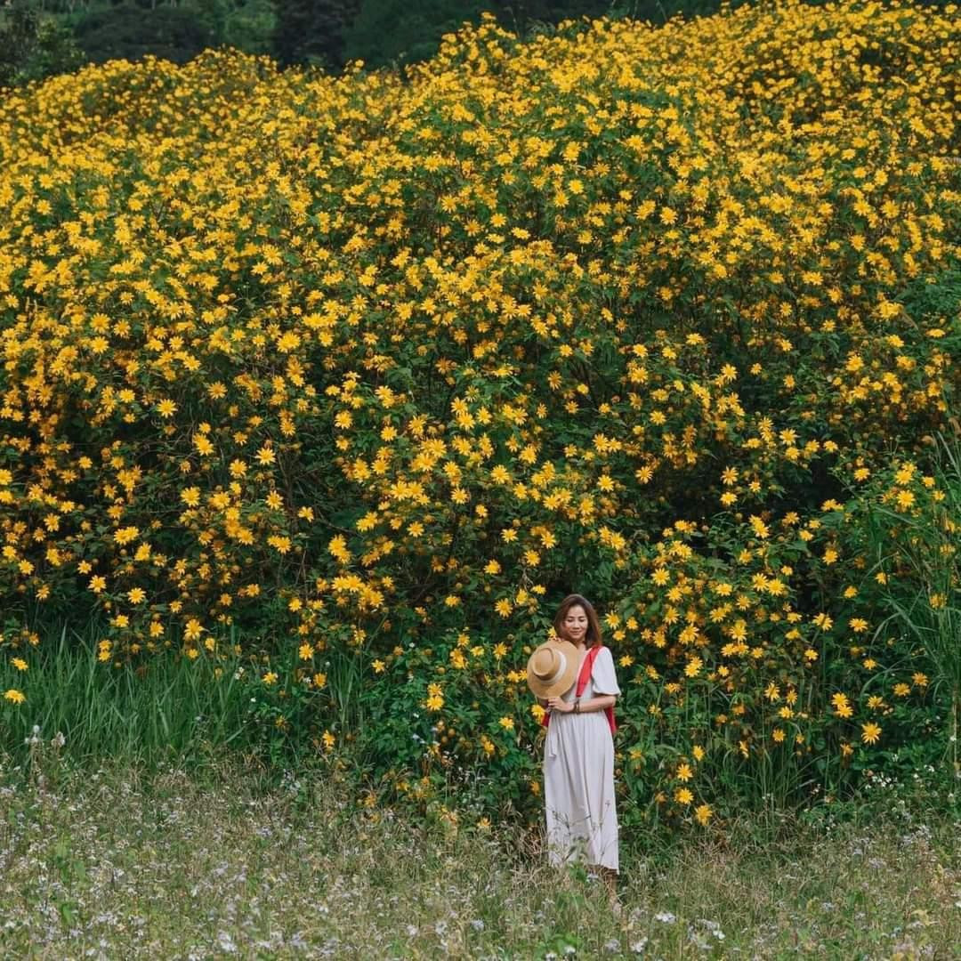 Bức ảnh ngập tràn sắc vàng đặc trưng của dã quỳ. (Ảnh: Quang Đà Lạt)