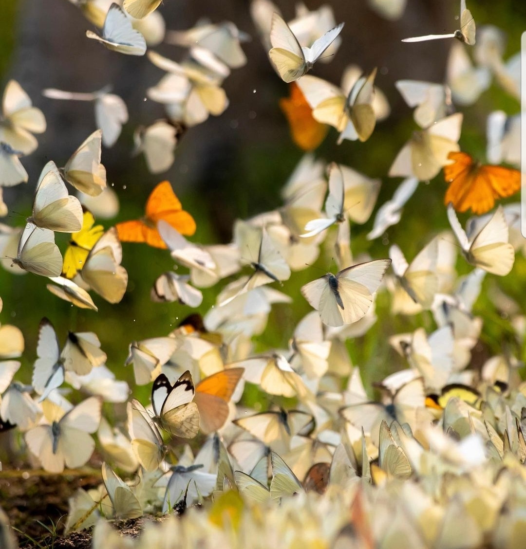 Khung cảnh tuyệt đẹp tựa như trong các câu chuyện cổ tích. (Ảnh: lhm_travelmagazine)