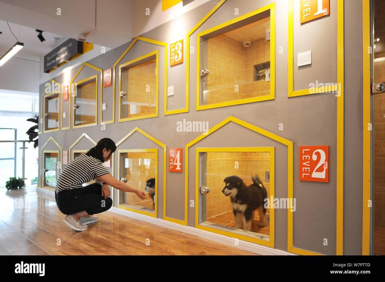 Dịp cuối năm, các trung tâm chăm sóc thú cưng uy tín đều chật kín chỗ do nhu cầu của khách hàng tăng cao. (Ảnh: Alamy) Dịp cuối năm, các trung tâm chăm sóc thú cưng uy tín đều chật kín chỗ do nhu cầu của khách hàng tăng cao. (Ảnh: Alamy)