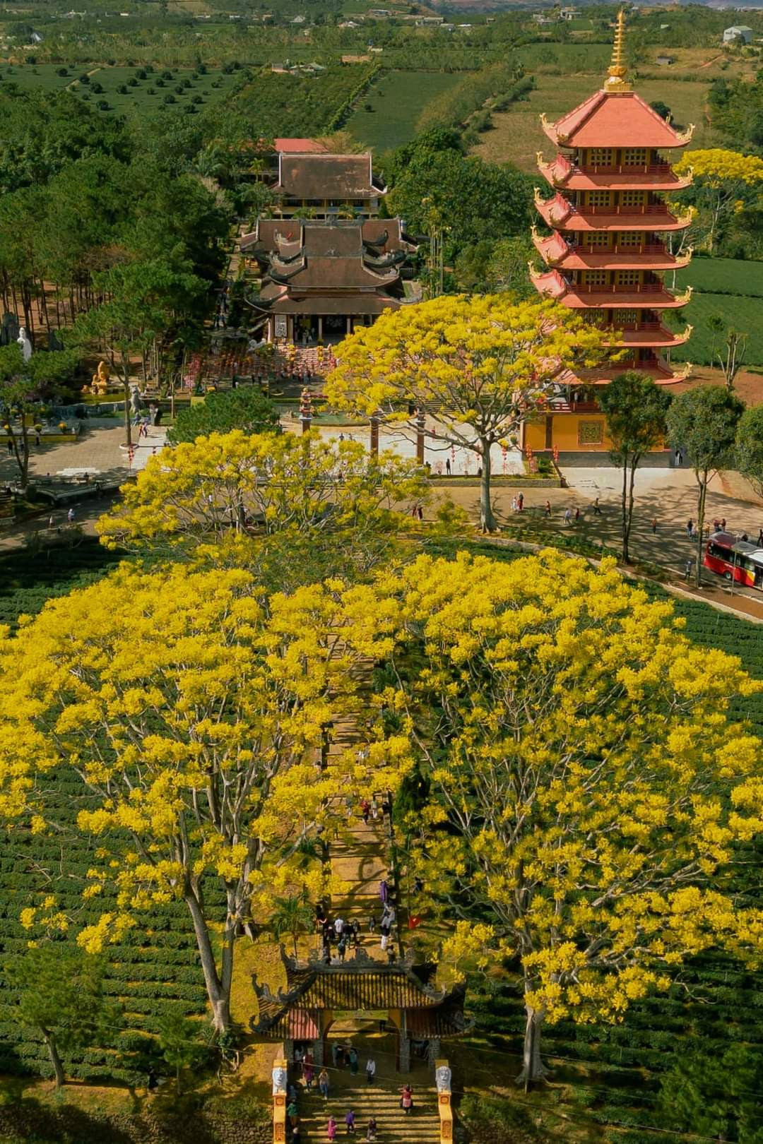 Tu viện Bát Nhã ngập tràn sắc vàng của hoa phượng. (Ảnh: Dũng Nguyễn) Tu viện Bát Nhã ngập tràn sắc vàng của hoa phượng. (Ảnh: Dũng Nguyễn)