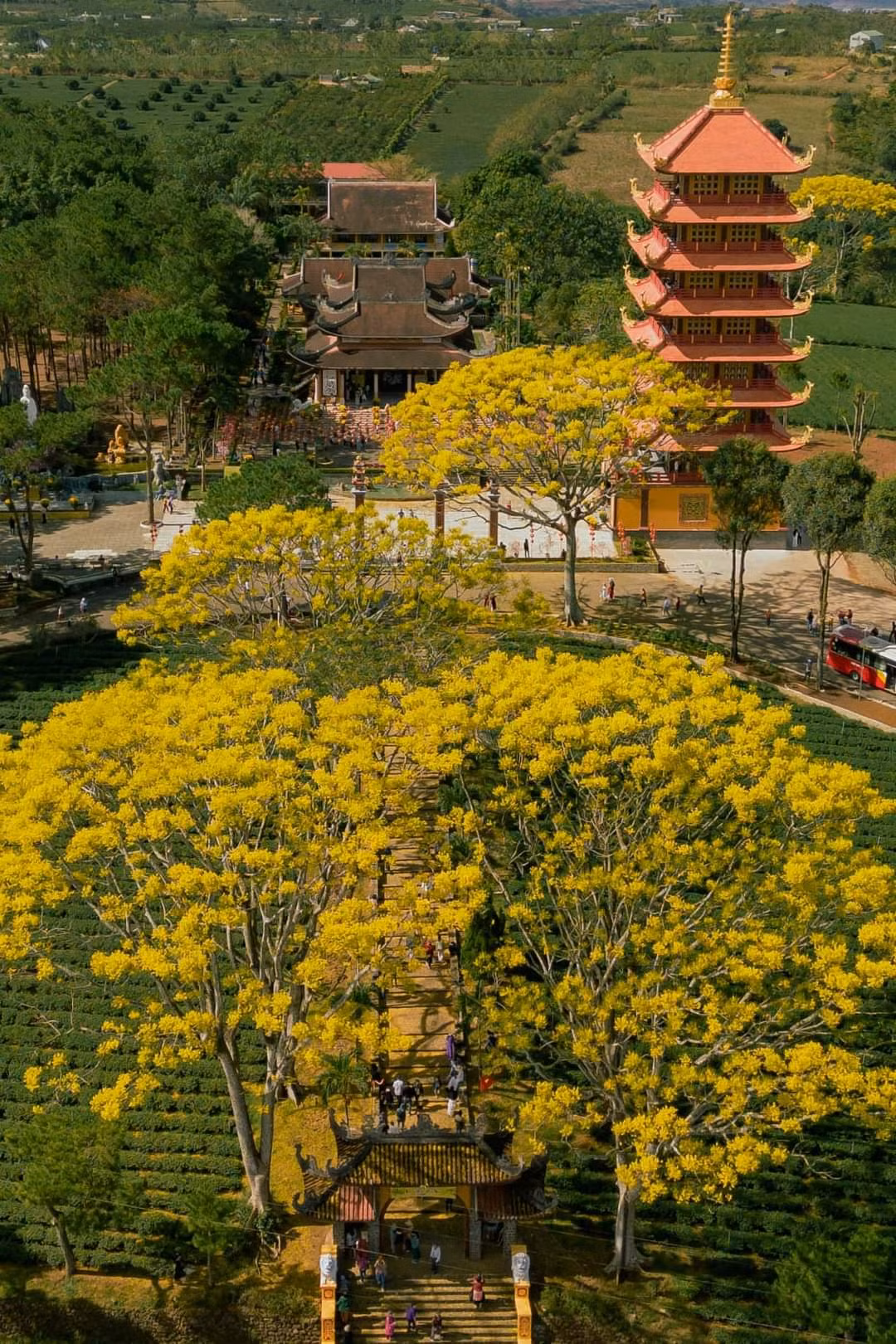 Tu viện Bát Nhã ngập tràn sắc vàng của hoa phượng. (Ảnh: Dũng Nguyễn)