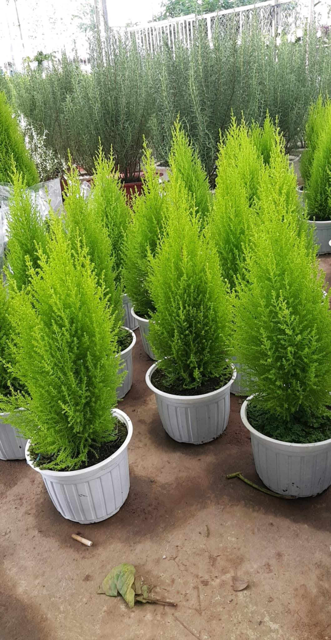 Những cây tùng xanh mướt đã được bày bán để chào đón một mùa Giáng sinh mới! (Ảnh: Minh Kim)