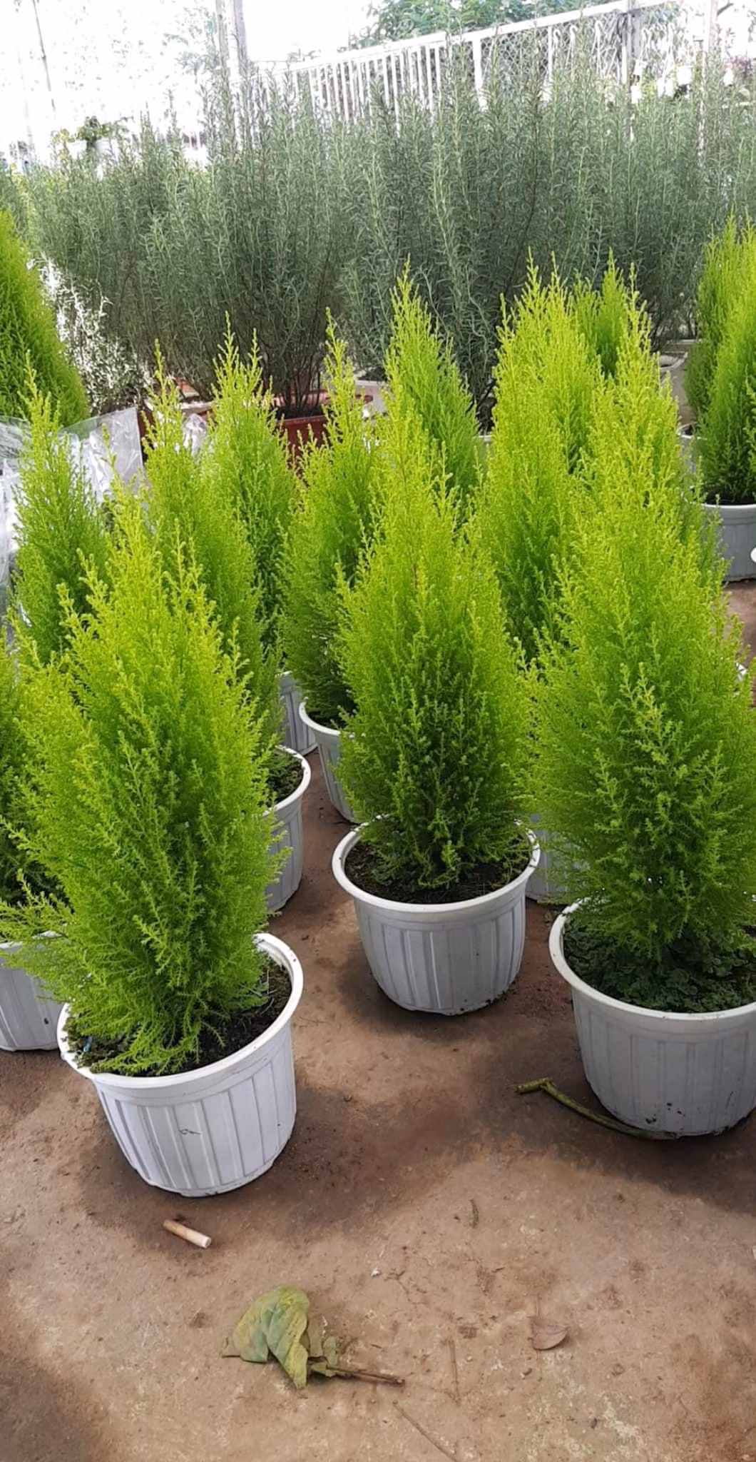 Những cây tùng xanh mướt đã được bày bán để chào đón một mùa Giáng sinh mới! (Ảnh: Minh Kim)