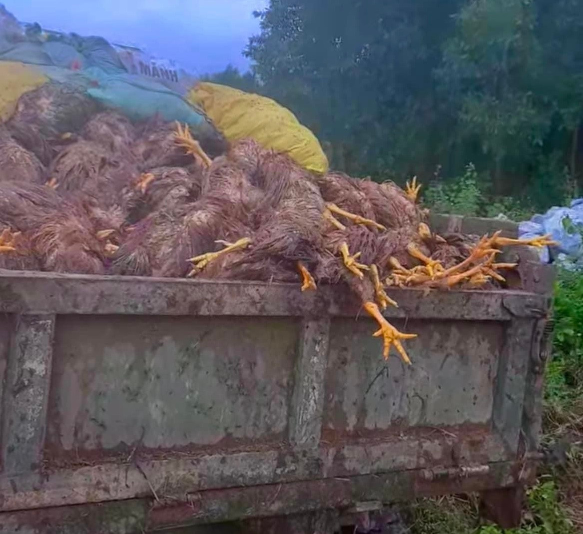 Nhiều chuyến xe tải đầy tràn gà chết. Nhiều chuyến xe tải đầy tràn gà chết.