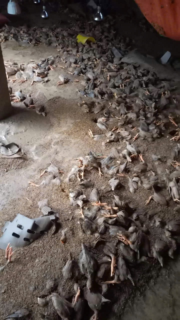 Cần có chính sách giúp người chăn nuôi gượng dậy sau lũ lụt. Cần có chính sách giúp người chăn nuôi gượng dậy sau lũ lụt.