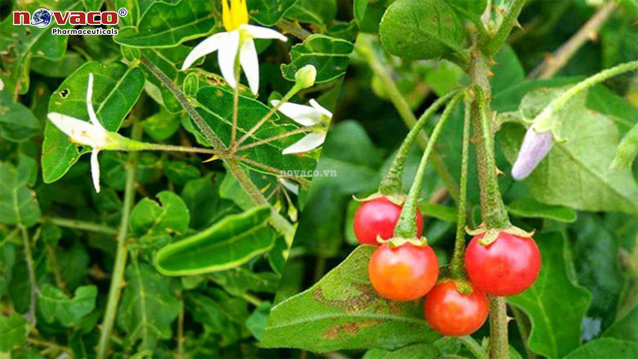 Cà gai leo là một loại dược liệu quý, nhưng dùng không đúng cách sẽ gây ngộ độc.