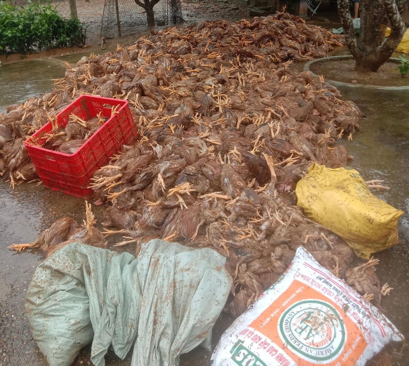 Gà chết la liệt sau khi lũ tràn về. Gà chết la liệt sau khi lũ tràn về.