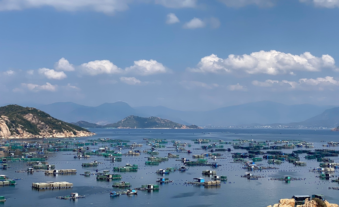 Tôm hùm nuôi gần đảo Bình Ba bị chết nhiều do ô nhiễm nguồn nước.