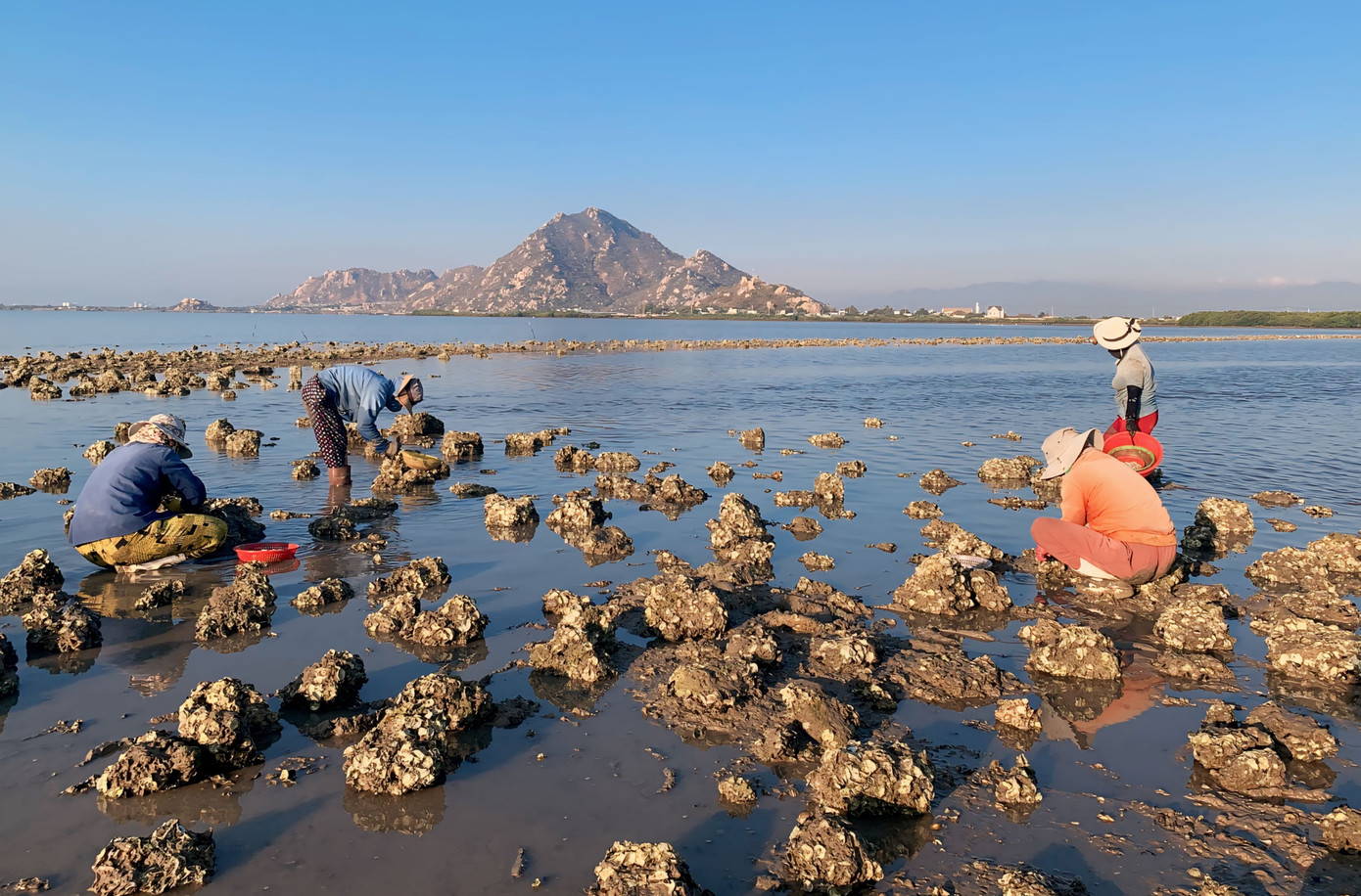 Để thu hoạch được hàu, người dân phải lặn mấy giờ liền dưới nước, căng mắt tìm kiếm những con hàu dưới phiến đá hay san hô rồi dùng dụng cụ là cây “tành” để cạy mở lớp vỏ, lấy ruột. Chỉ một thoáng sơ ý có thể bị đứt tay, đứt chân bởi vỏ hàu rất sắc.