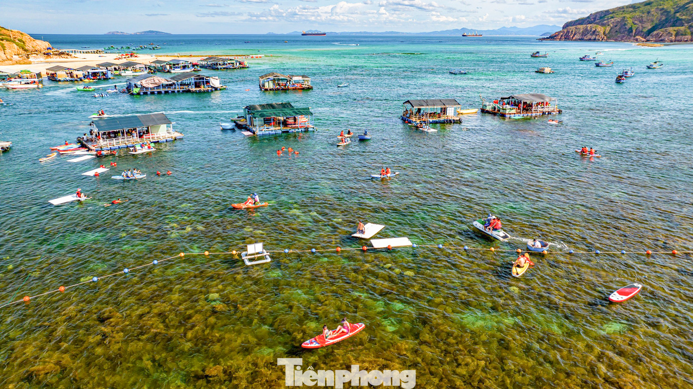 Mùa rong mơ phát triển cũng là điều kiện thuận lợi cho các loài thủy sản làm nơi trú ngụ và sinh sản, góp phần đa dạng hệ sinh thái biển nơi đây. Ảnh: Dũng Nhân.