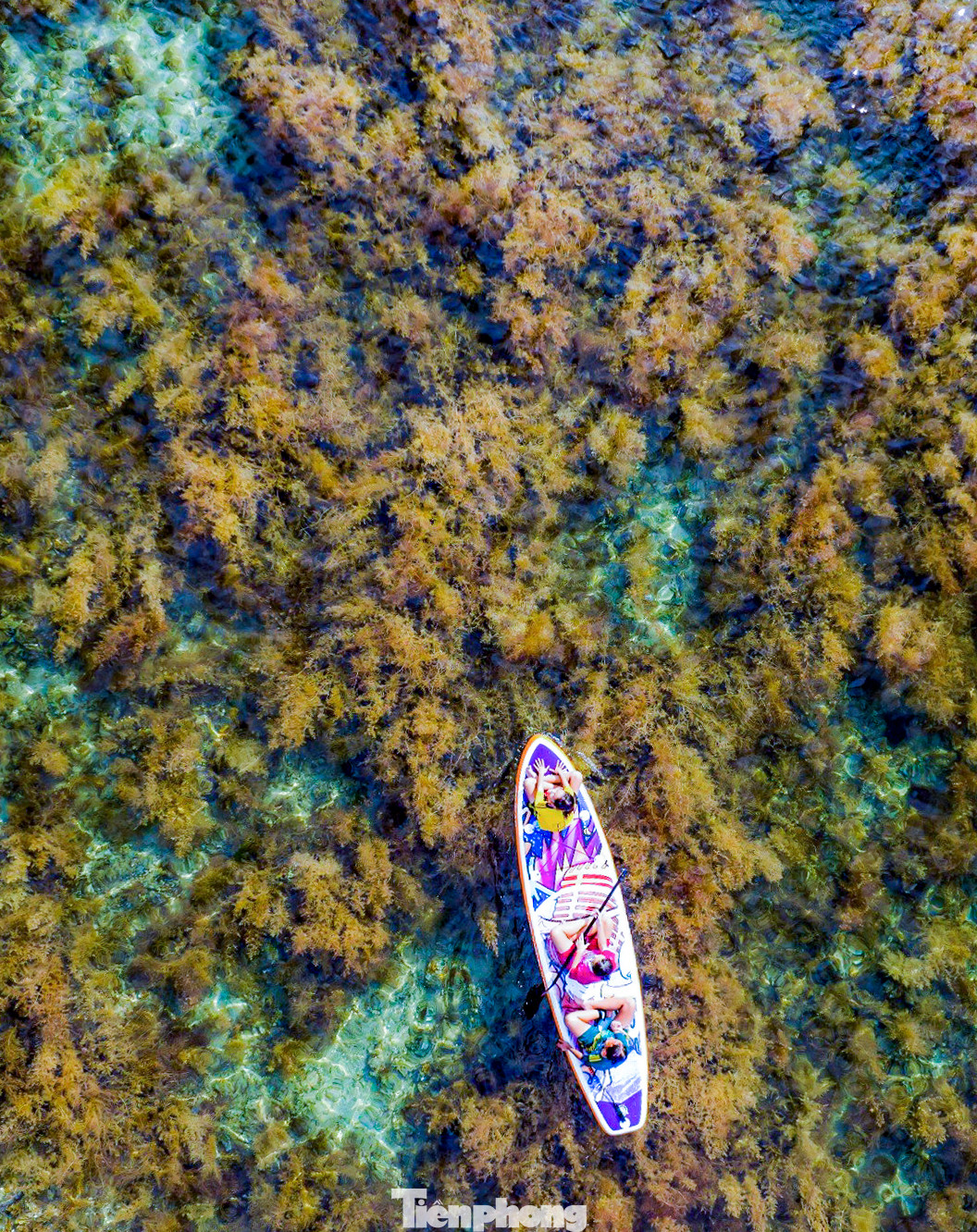 Nhìn từ trên cao, mặt biển Nhơn Hải mùa này tựa “cánh đồng vàng”, phía dưới những tán rong mơ đung đưa theo dòng nước. Ảnh: Dũng Nhân.