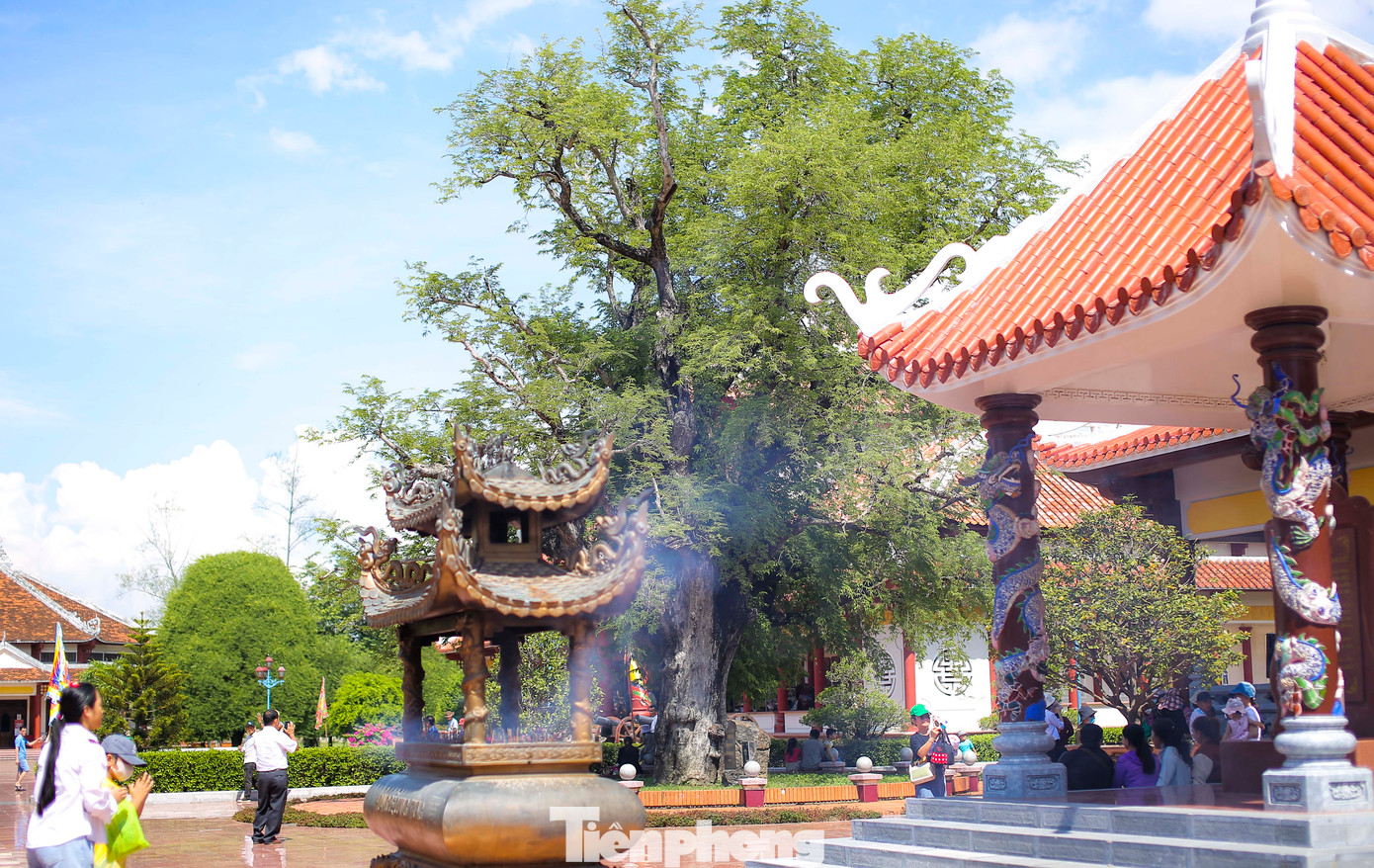 Cây mẹ cổ thụ nhà Tây Sơn. Ảnh: Trương Định.