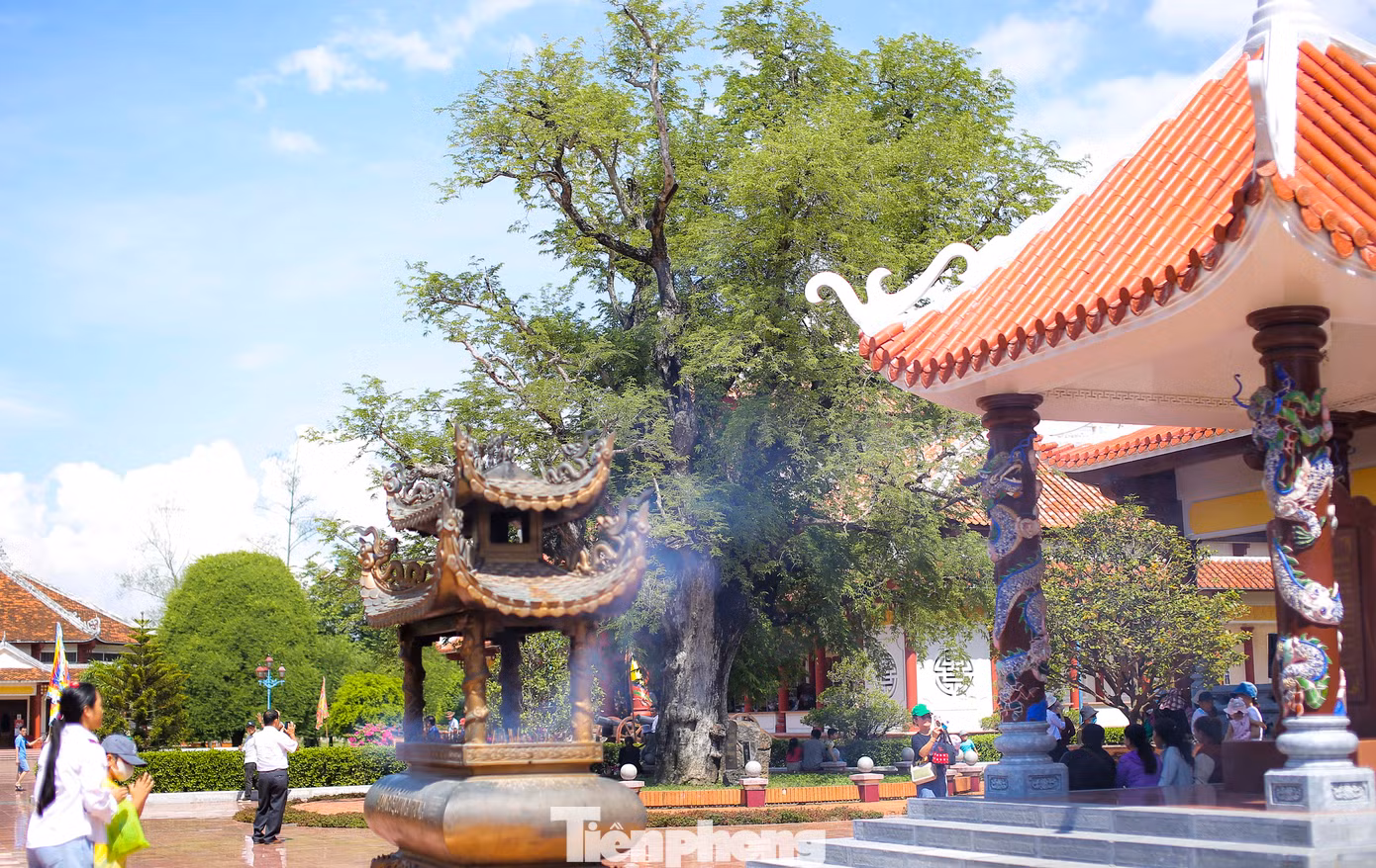 Cây mẹ cổ thụ nhà Tây Sơn. Ảnh: Trương Định.