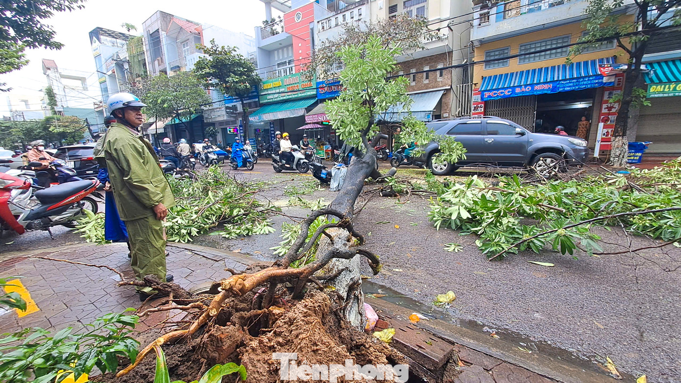 Cây xanh bật gốc ngã đổ xuống đường. Ảnh: Trương Định.