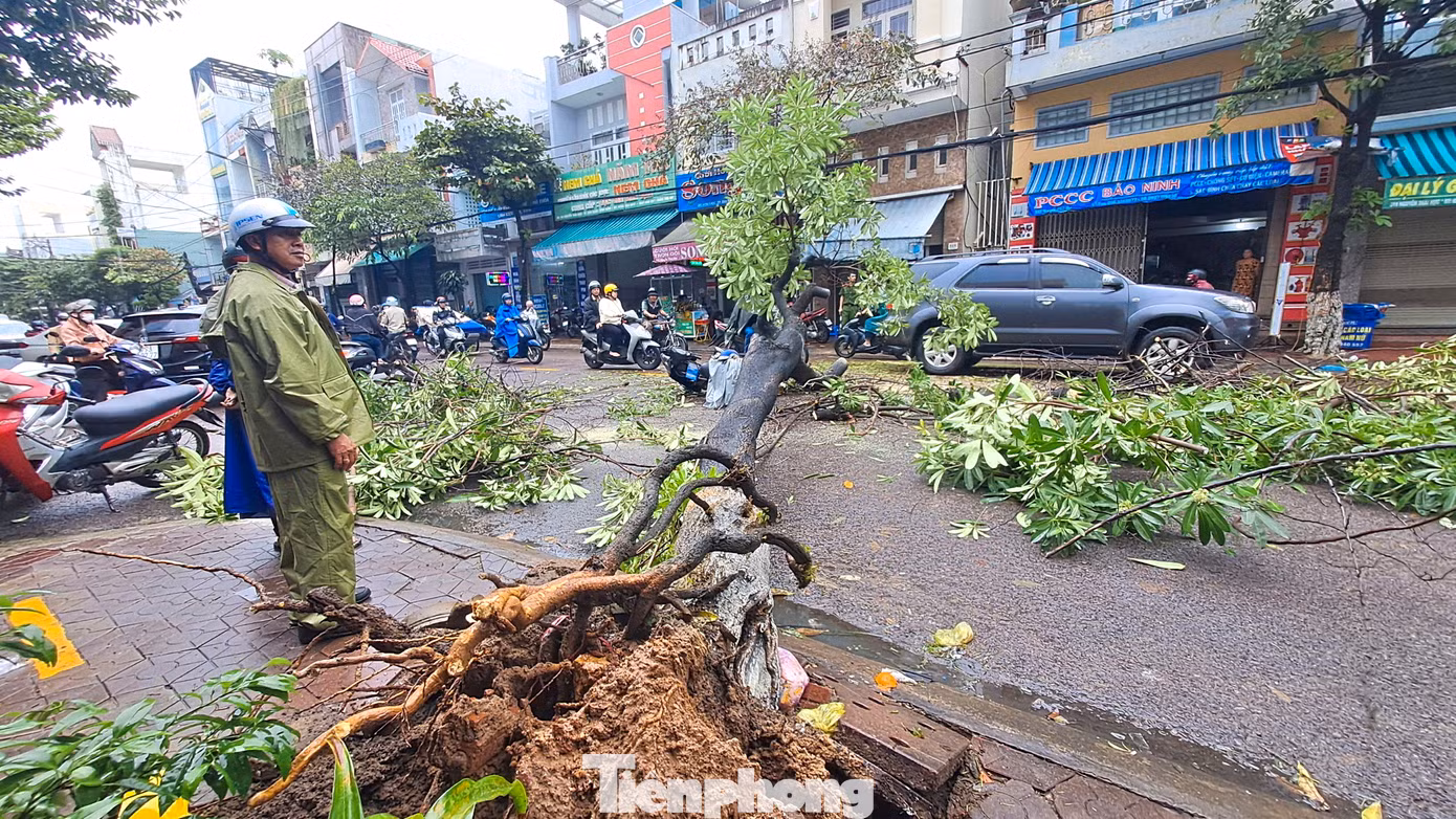 Cây xanh bật gốc ngã đổ xuống đường. Ảnh: Trương Định. Cây xanh bật gốc ngã đổ xuống đường. Ảnh: Trương Định.