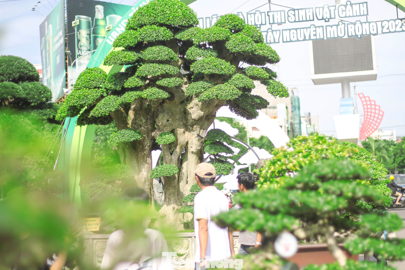 Anh Nguyễn Duy Toàn (SN 1981, một nhà vườn ở huyện Tuy Phước, Bình Định) – chủ sở hữu cây duối, cho hay: Cách đây 4 năm, anh mua cây duối từ một nhà vườn khác cũng ở Bình Định. Sau khi mua về, anh tiếp tục chăm sóc, tạo dáng thêm cho cây.