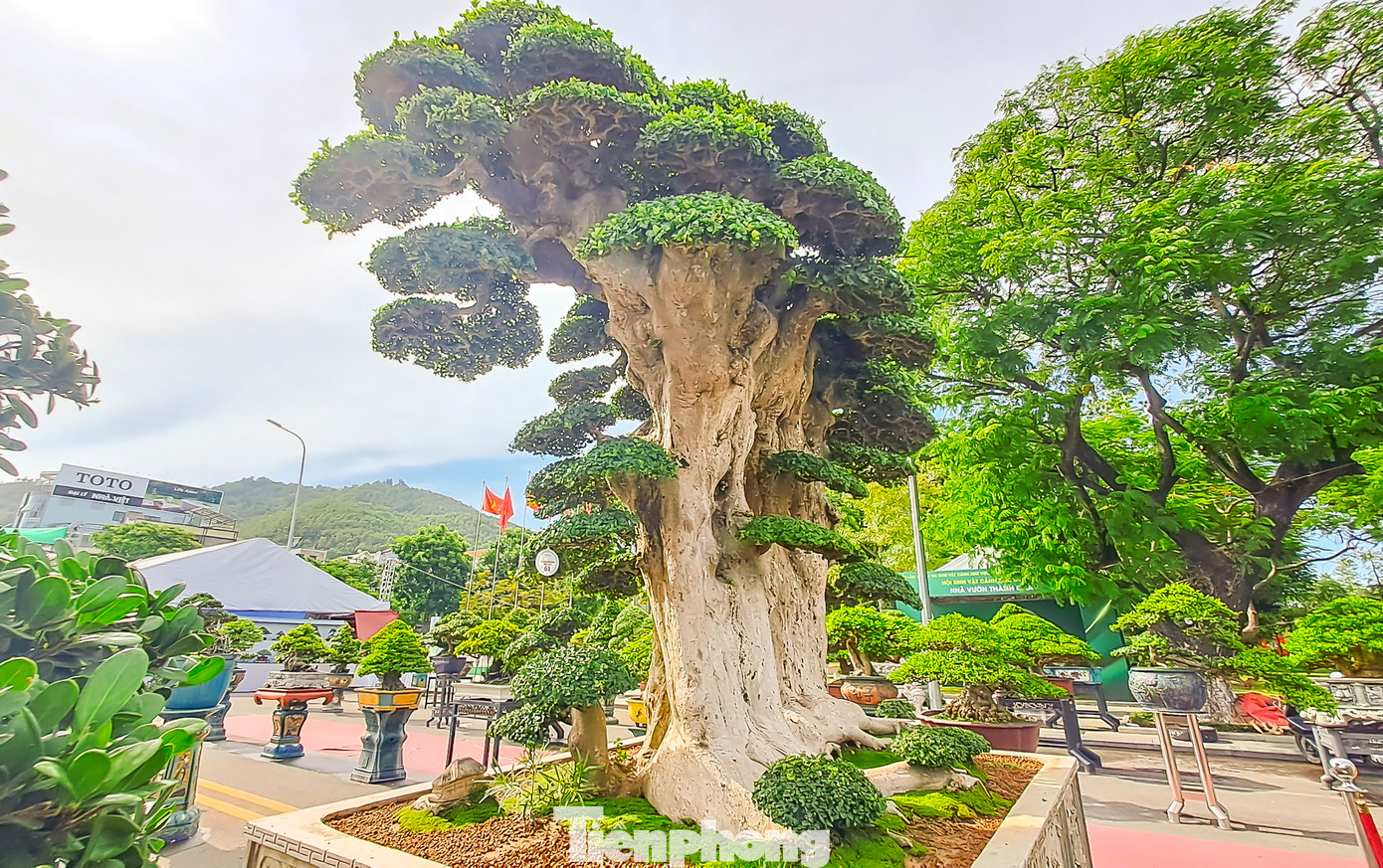 Cây duối được anh Toàn trồng trong một chậu có chiều ngang 2,2m, chiều dài khoảng 2,6m.