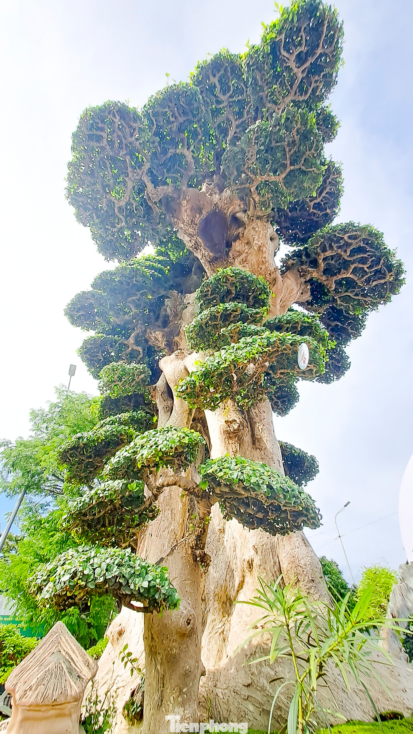 Thân và những tán của cây duối.