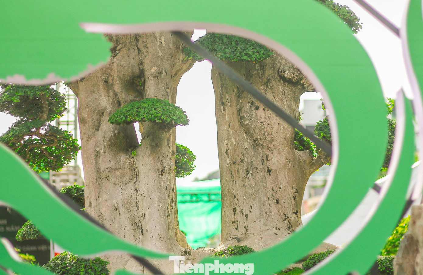 Cây duối liền nhau cùng 1 bệ nhưng có 2 thân.