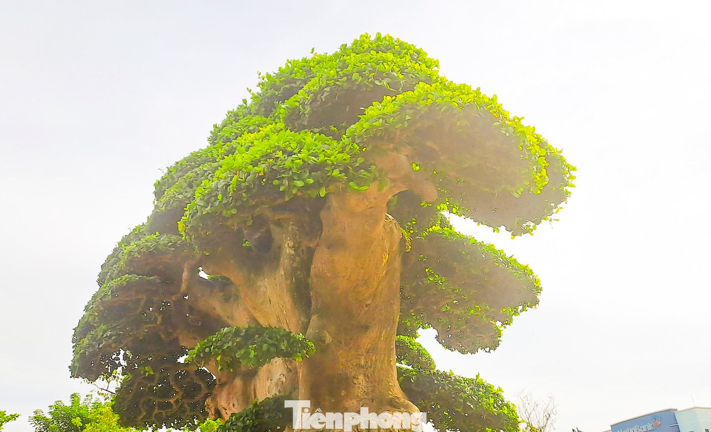 Cũng theo anh Toàn, trước đây đã có một số chương trình ở ngoài Hà Nội sẵn sàng tài trợ tiền vận chuyển để anh mang ra triển lãm, tuy nhiên anh muốn dành tác phẩm này xuất hiện ở tỉnh Bình Định lần đầu tiên.