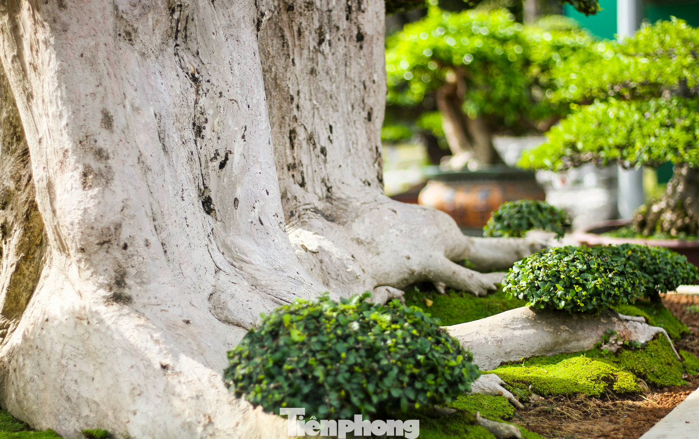 Anh Toàn chia sẻ, mới đây cũng có người trả 23 tỷ đồng, tuy nhiên anh chưa bán. Tại triển lãm lần này có một số người trả giá cao nhưng anh không bán.