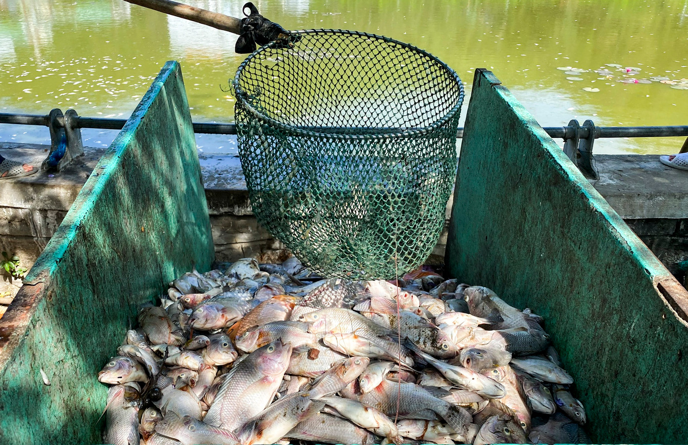 Lực lượng chức năng tiến hành thu dọn xác cá chết.