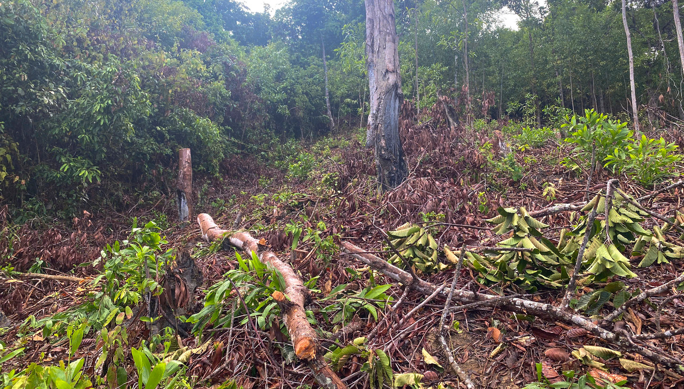 Cây rừng bị đốn hạ dấu vết còn rất mới. Ảnh: X.P Cây rừng bị đốn hạ dấu vết còn rất mới. Ảnh: X.P