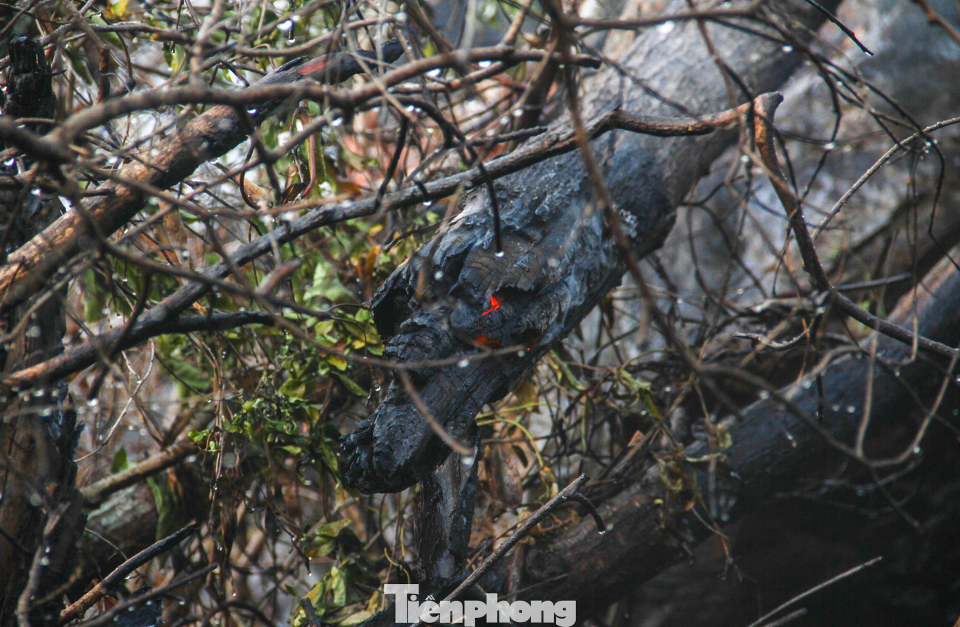 Theo ông Tuấn, đơn vị đã xuất 1 xe chỉ huy, 2 xe chữa cháy cùng 15 cán bộ chiến sĩ tới hiện trường để phối hợp với kiểm lâm chữa cháy. Ảnh: Trương Định Theo ông Tuấn, đơn vị đã xuất 1 xe chỉ huy, 2 xe chữa cháy cùng 15 cán bộ chiến sĩ tới hiện trường để phối hợp với kiểm lâm chữa cháy. Ảnh: Trương Định