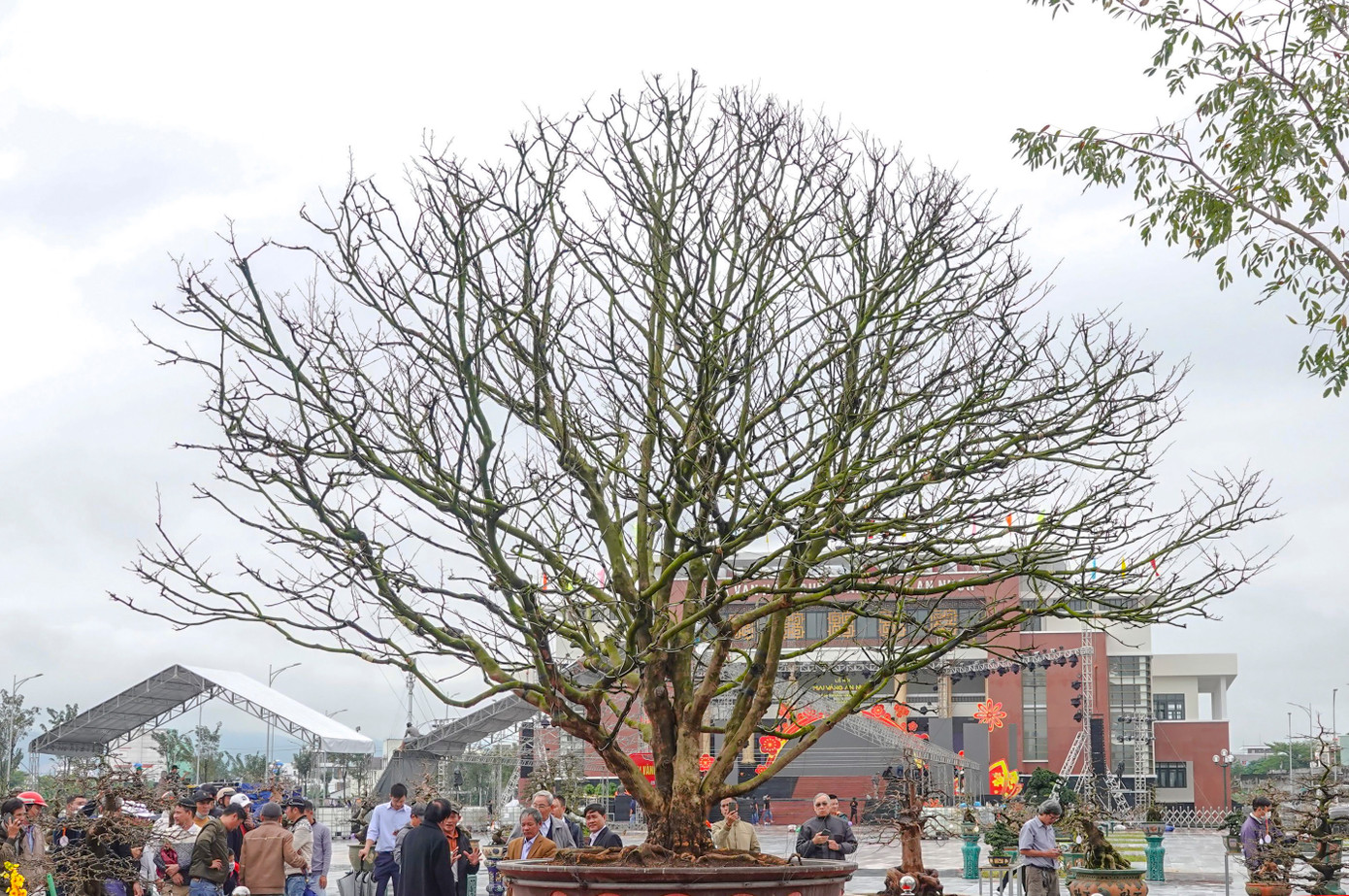 Điểm nhấn tại lễ hội mai lần này là cây mai có tuổi đời hơn 100 năm được đặt ngay cổng vào khu trưng bày của lễ hội. Cây mai cao đến 6,5 m (riêng cây mai đã cao 5,5 m), tán hình tròn có đường kính 9 m được nhiều người yêu thích.