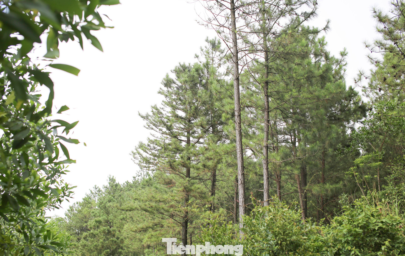 Rừng thông tại khu vực núi Vũng Chua. Ảnh: Trương Định
