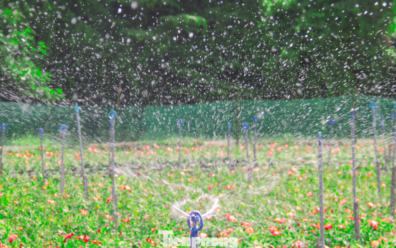 Theo lãnh đạo Phòng Kinh tế thị xã An Nhơn (Bình Định), mô hình trồng sâm Bố Chính của hộ ông Trần Minh Tâm là một mô hình mới với một loài cây trồng hoàn toàn mới. Bước đầu, thấy mang lại hiệu quả kinh tế cho gia đình và tạo công ăn việc làm cho người dân địa phương. Về lâu dài địa phương sẽ có hướng hỗ trợ để người dân phát triển kinh tế. Ảnh: Trương Định