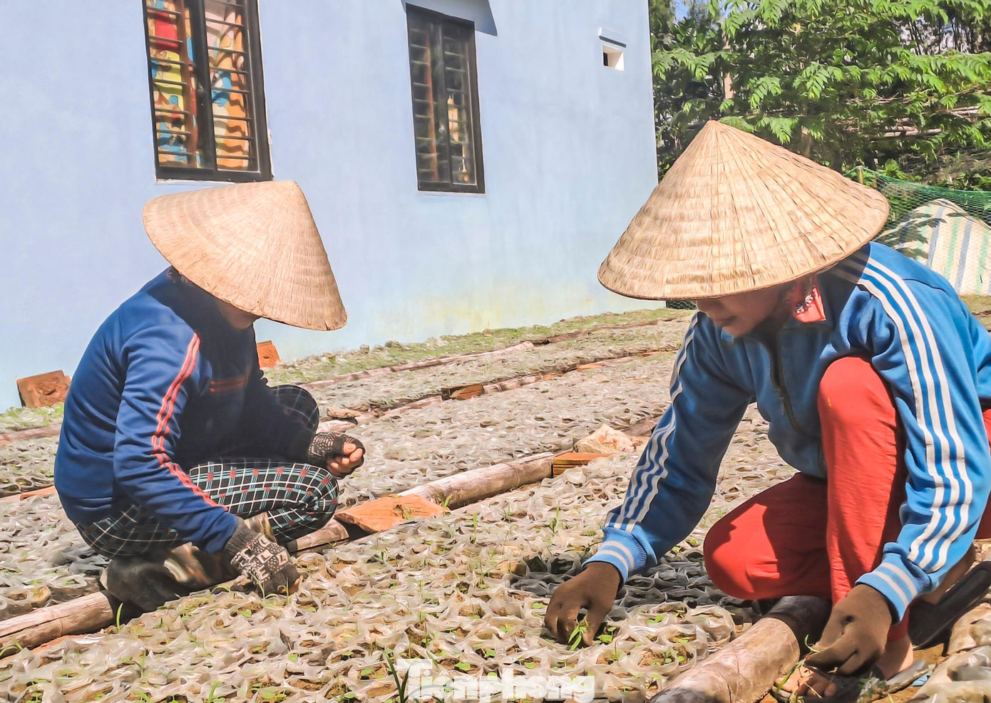 Cũng theo ông Tâm cho biết, tới thời điểm này đã ký hợp đồng cung cấp giống cho người dân ở Đắk Lắk diện tích khoảng 8ha, tương đương 5,6 tỷ đồng.