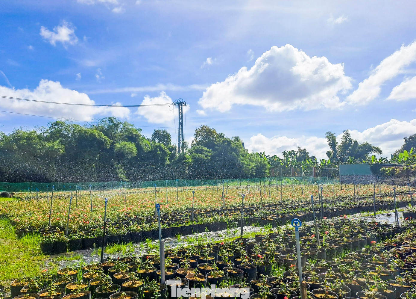 Vườn sâm Bố Chính của ông Tâm. Ảnh: Trương Định