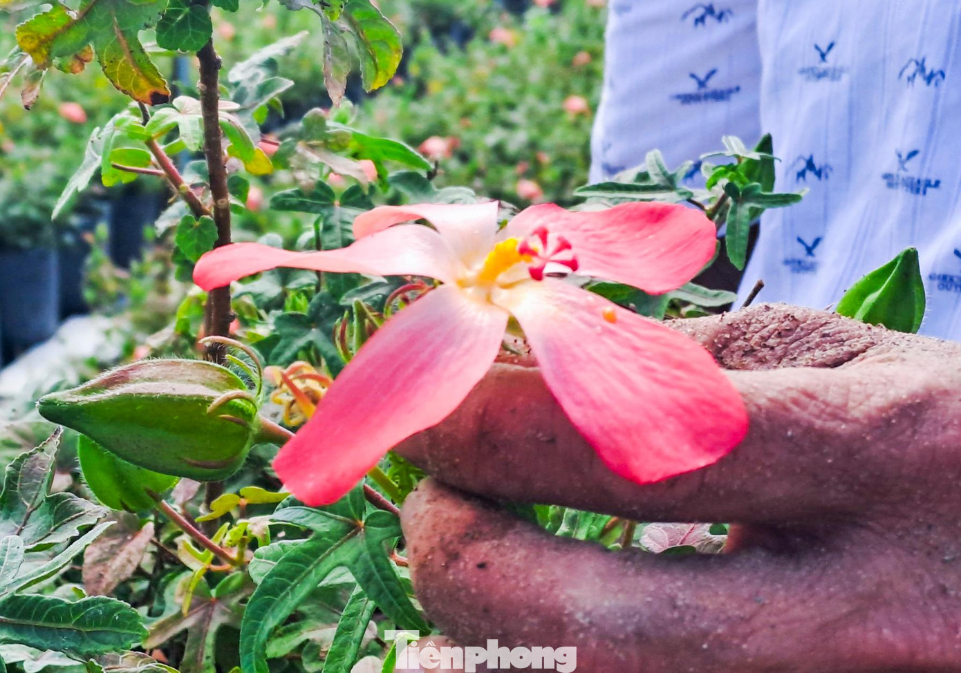 Hoa của cây sâm Bố Chính. Ảnh: Trương Định