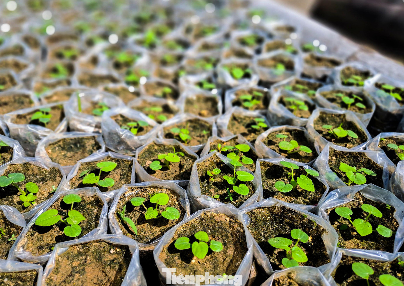 Ông Tâm đang nhân giống để mở rộng sản xuất. Ảnh: Trương Định