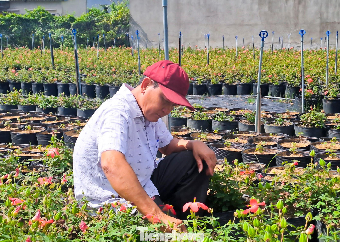 Ông Trần Minh Tâm (49 tuổi, thị xã An Nhơn, Bình Định) chia sẻ, cách đây 2 năm, ông được 1 người bạn chạy xe tải đường dài đem về tặng 7 cây giống sâm Bố Chính. Sau quá trình tìm hiểu thấy giống cây phù hợp với điều kiện thời tiết ở địa phương nên ông quyết định đầu tư mở rộng làm kinh tế.