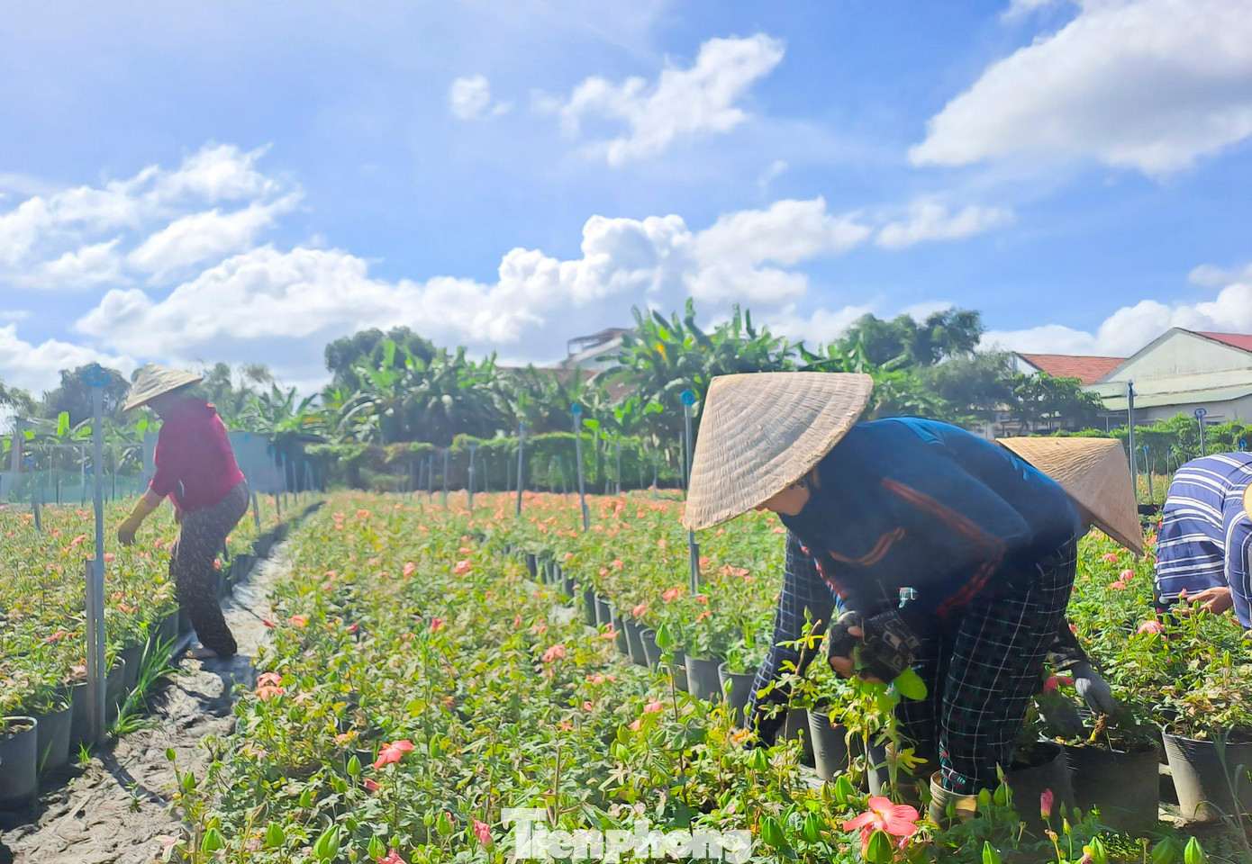 Hiện ông cũng đang tạo việc làm cho 10 lao động tại địa phương với mức thu nhập khoảng 6 triệu đồng/tháng.