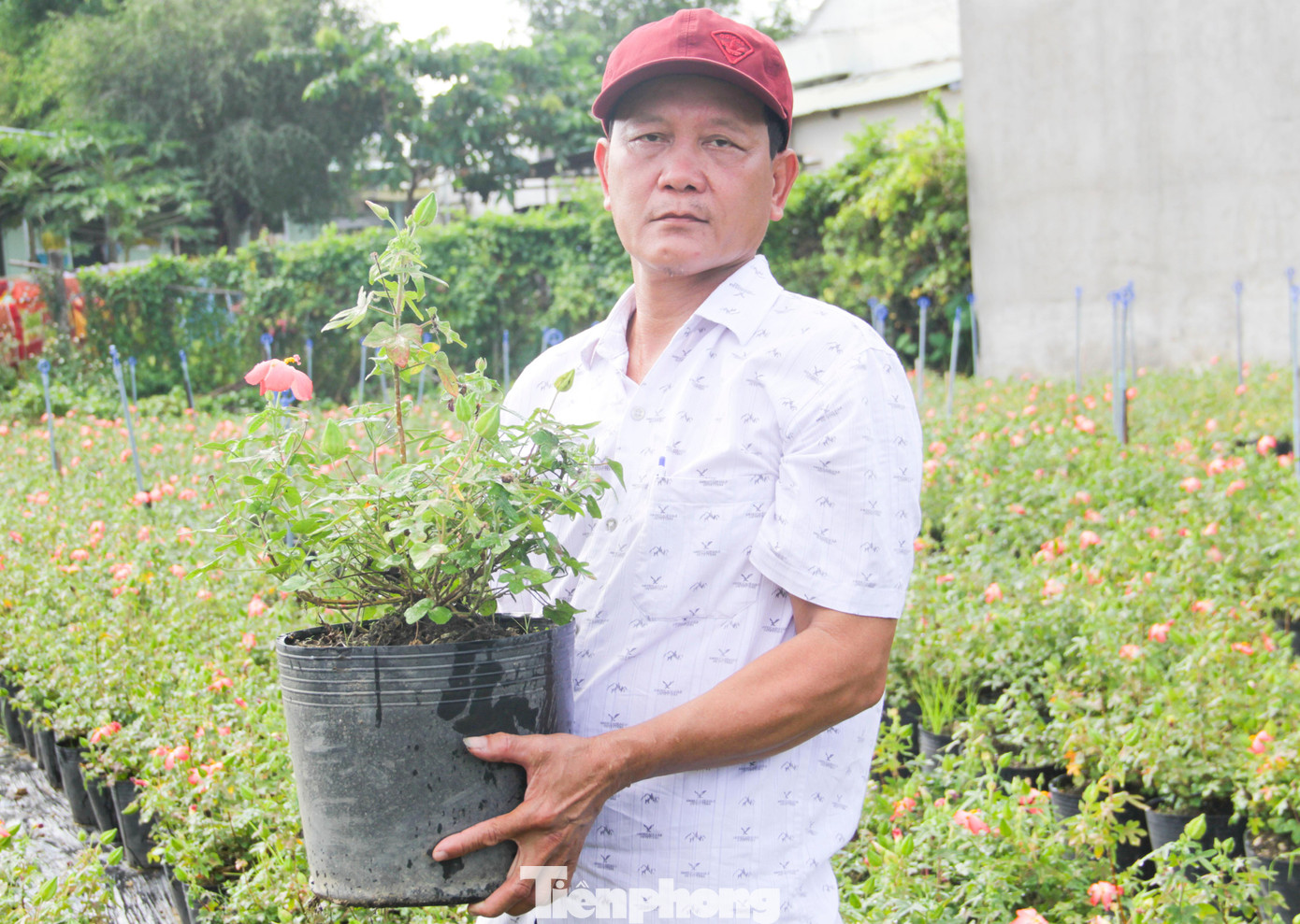 Hiện ông đang sở hữu vườn sâm rộng 5.000 m2 với khoảng 20.000 chậu mỗi năm thu nhập kinh tế hàng trăm triệu đồng. Ảnh: Trương Định