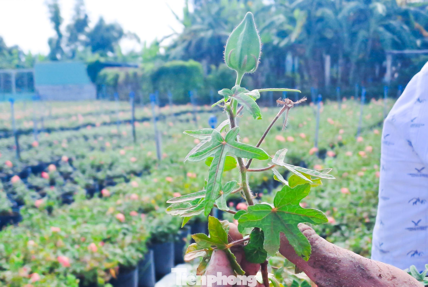Phần trên thân cây được ông Tâm chế biến làm trà. Ảnh: Trương Định