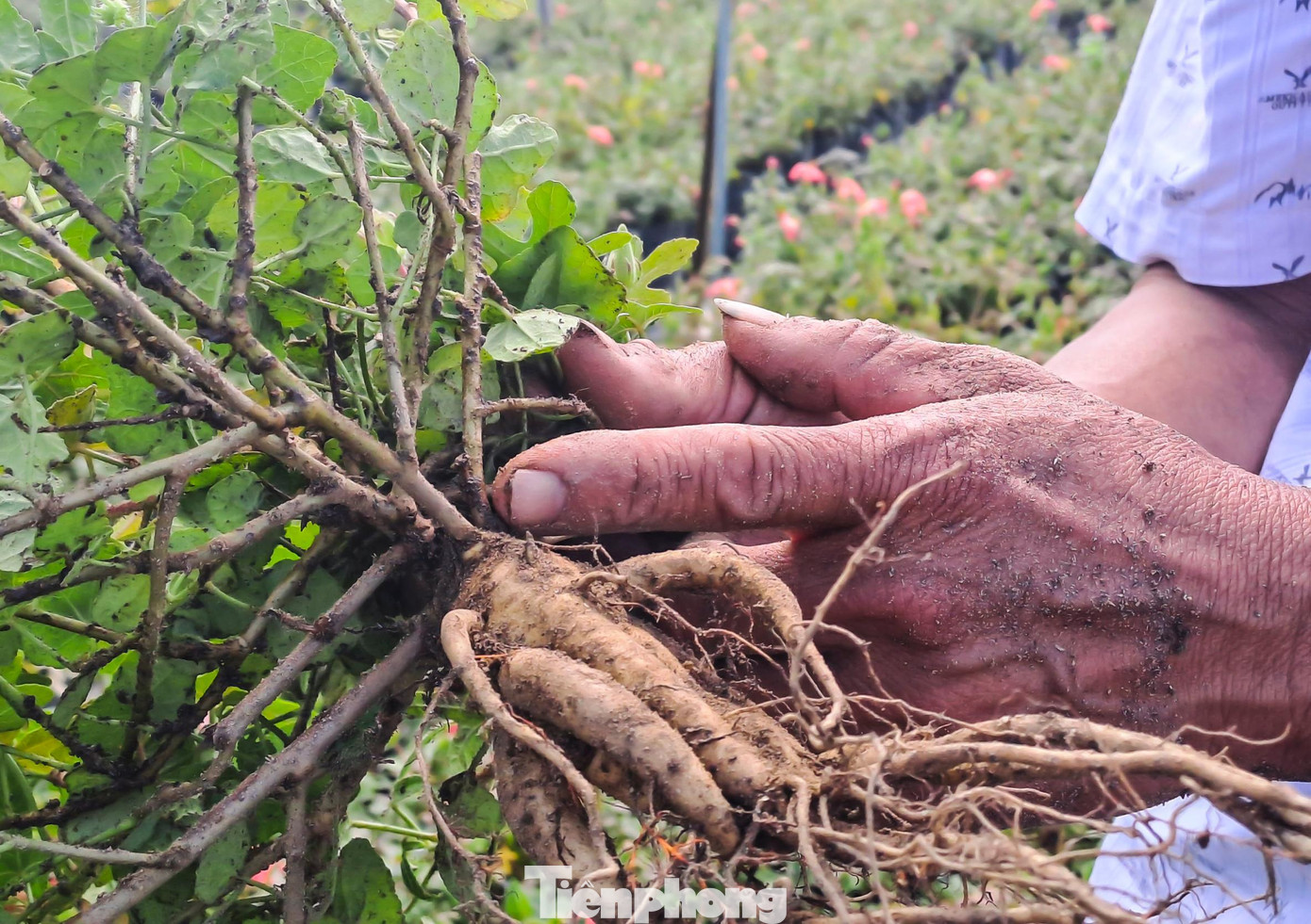 Ông Tâm cho hay, qua tìm hiểu cây sâm Bố Chính có dược tính rất quý, tất cả các bộ phận của cây đều sử dụng được. Cây trồng khoảng 8 tháng là có thể bắt đầu thu hoạch được. Hiện, cơ sở của ông có một số sản phẩm từ cây sâm Bố Chính như rượu hoa sâm và rượu củ sâm. Các sản phẩm của ông đã được đăng ký thương hiệu và xuất bán trên cả nước. Ảnh: Trương Định
