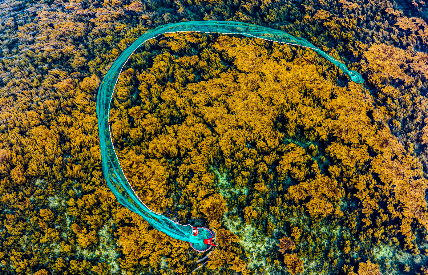 Mùa rong mơ không chỉ là món quà mang giá trị kinh tế mà thiên nhiên ban tặng cho người dân Nhơn Hải mà đây cũng là dịp các loại thủy hải sản tập trung về trú ngụ, sinh sản tạo nguồn thu nhập lớn cho người dân.