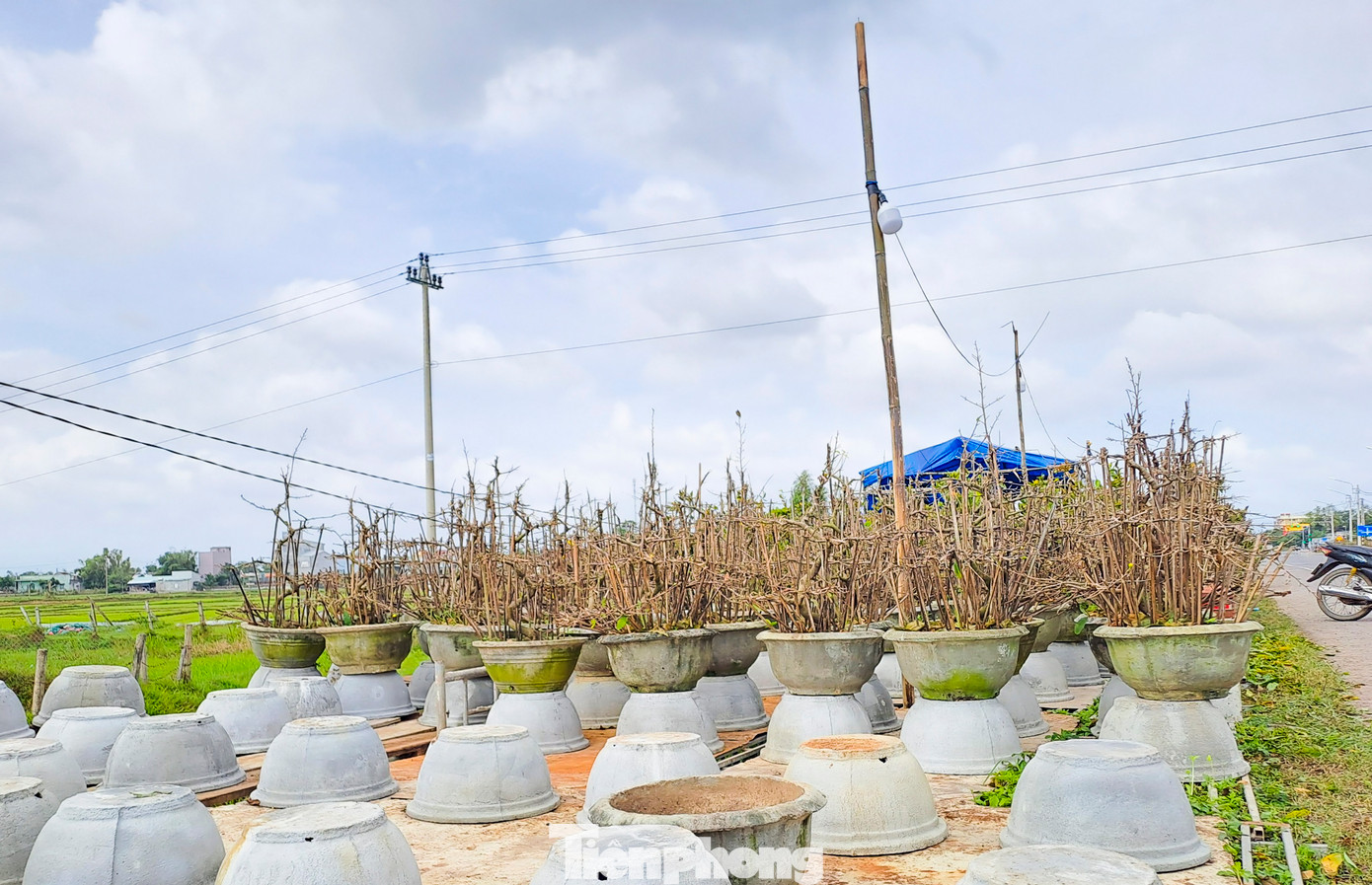 Thời điểm này, dọc tuyến tránh QL1 qua thị xã An Nhơn, nhiều nhà vườn đã bắt đầu đưa mai lên các bãi trống dọc tuyến quốc lộ để chào bán cho khách. Ảnh: Trương Định