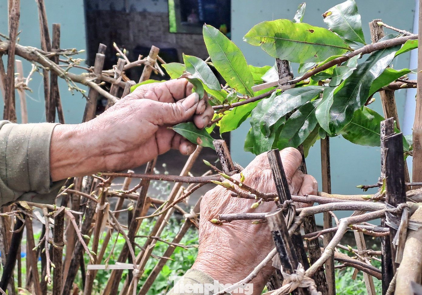 Cũng theo các nhà vườn cho hay, đặc tính của cây mai là cây ra hoa khi rụng hết lá, do đó, việc lặt lá là cách kích thích để cho cây ra hoa. Ngoài ra, việc lặt lá còn giúp cây mai phô ra được dáng thế đẹp cũng như bộ gốc của cây, giúp khách hàng cảm nhận được vẻ đẹp trọn vẹn của cây mai. Ảnh: Trương Định