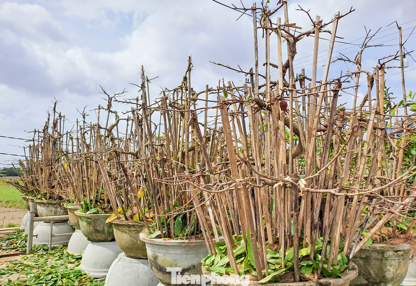 Theo nhà vườn, việc lặt lá mai được xem là công đoạn rất quan trọng, cần sự cẩn trọng và tính toán kỹ lưỡng của người trồng mai. Việc lặt lá luôn phải được thực hiện đúng thời gian để mai có thể cho ra những nụ hoa to, đẹp và đều đúng dịp Tết. Ảnh: Trương Định