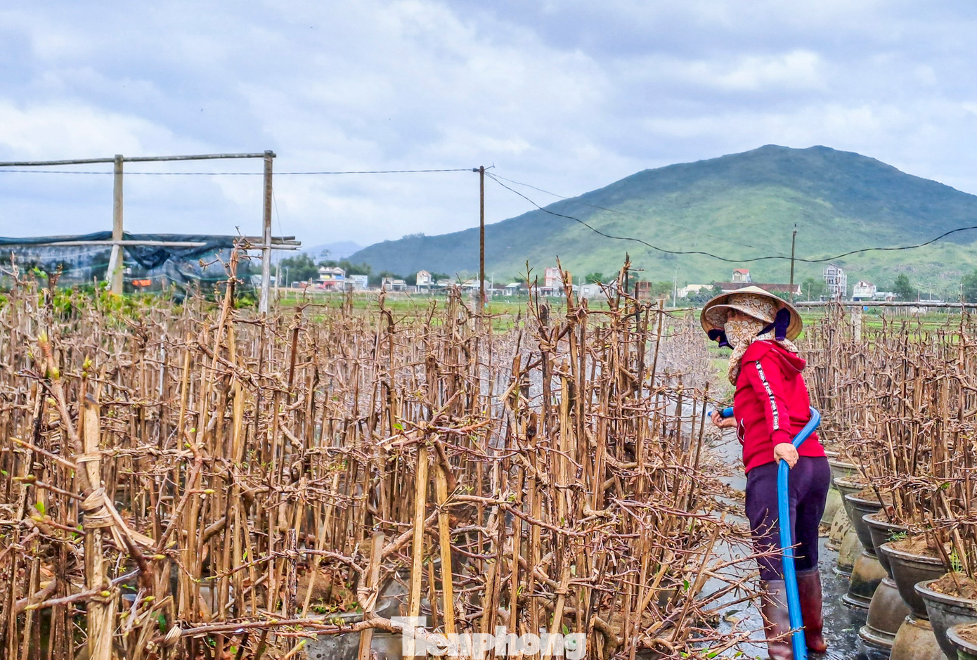 Các chủ vườn mai bắt đầu vào mùa tuốt lá, chăm bón cẩn thận cho mai ra hoa vào đúng dịp tết Tết Nguyên đán 2023. Ảnh: Trương Định