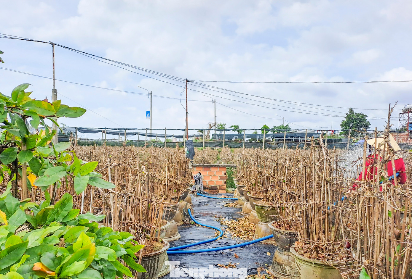 Theo các hộ trồng mai, do thời tiết năm nay quá thất thường nên việc canh lặt lá cho cây mai, chăm sóc cũng gặp nhiều khó khăn. Ảnh: Trương Định