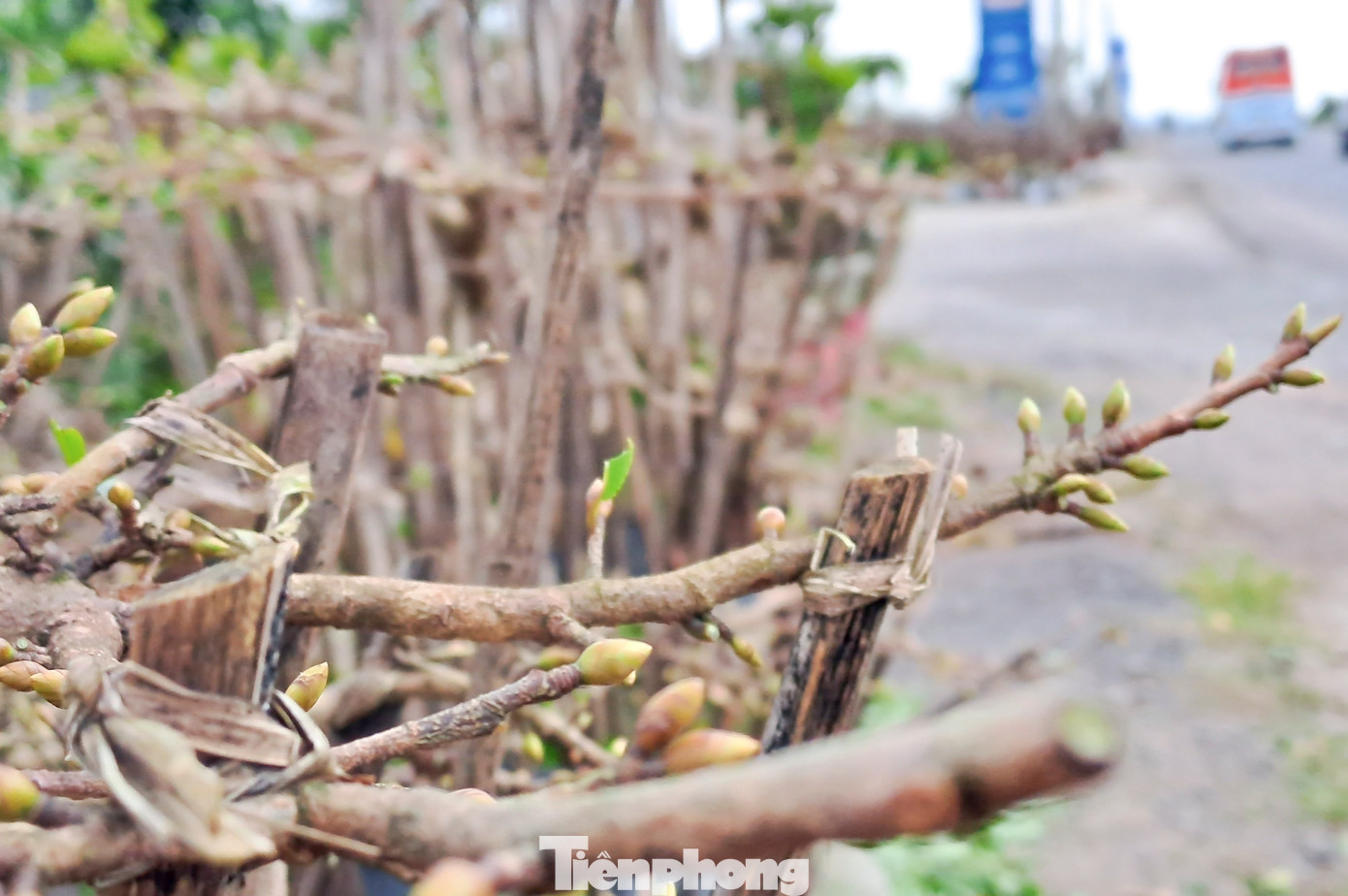Vài năm gần đây, doanh thu từ mai Tết của thị xã An Nhơn đạt bình quân 80-90 tỷ đồng/năm. Đặc biệt, kết thúc vụ mai xuân 2022, doanh thu từ tiền bán hoa của nông dân thị xã An Nhơn đạt kỷ lục hơn 150 tỷ đồng. Ảnh: Trương Định